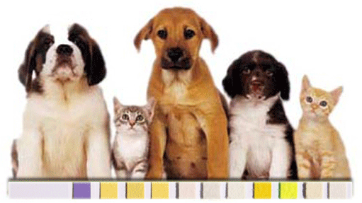ветеринария, ветеринар, диагностика, кошка, собака, животные, заболевания, домашние питомцы